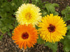 Close-up of bright orange and yellow Calendula Pacific Beauty flowers in full bloom