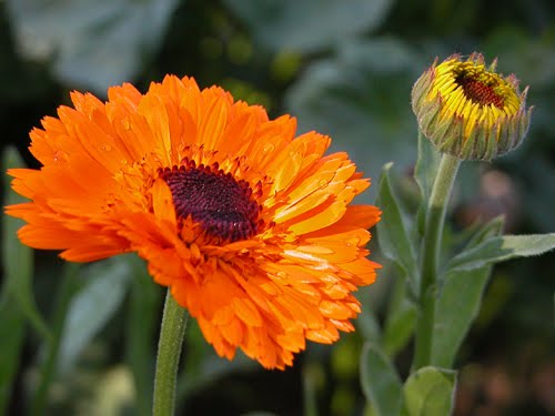 Calendula Pacific Beauty flowers growing in a garden bed, showing multiple open blooms