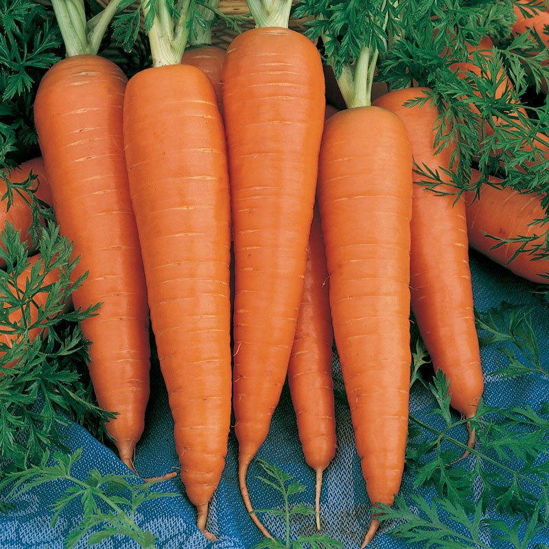 Close-up of Danvers carrot growing in garden soil, showing root development