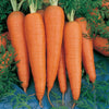 Close-up of Danvers carrot growing in garden soil, showing root development