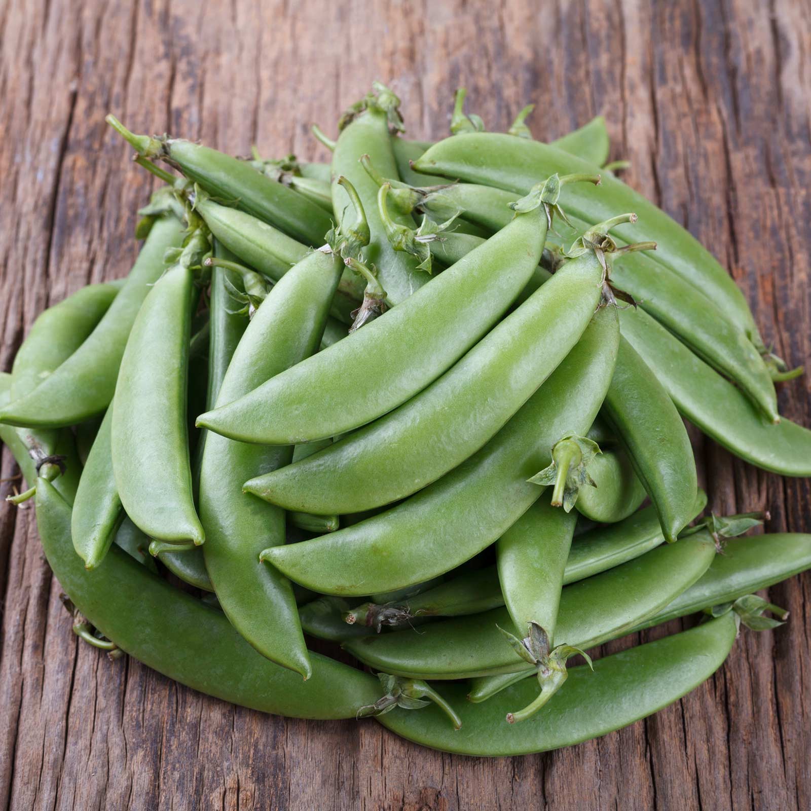 Cascadia Sugar Snap Pea plants climbing a garden trellis, growing up to 6 feet tall in a Pacific Northwest garden