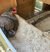 Chicken in a wooden coop with food on the ground