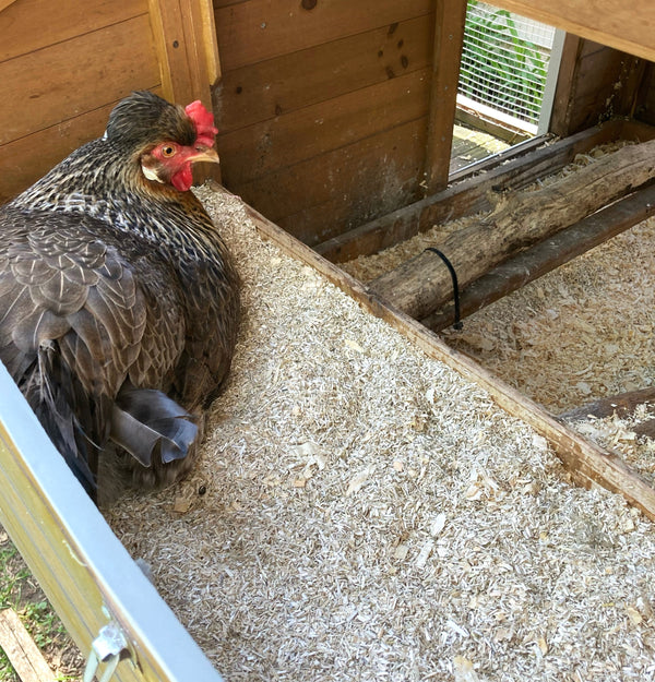 Chicken in a wooden coop with food on the ground