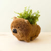 Brown bear-shaped planter with green plant on a white background
