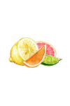 Citrus essential oils — lemon sweet orange grapefruit and lime — used in Rustic Strength Lots of Purpose Spray Cleaner