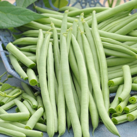 Fresh dark green Venice bush bean pods harvested from a compact upright bush plant