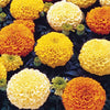 Close-up of Crackerjack Marigold blooms in vibrant tangerine and yellow shades from Seattle Seed Company
