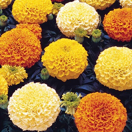 Close-up of Crackerjack Marigold blooms in vibrant tangerine and yellow shades from Seattle Seed Company
