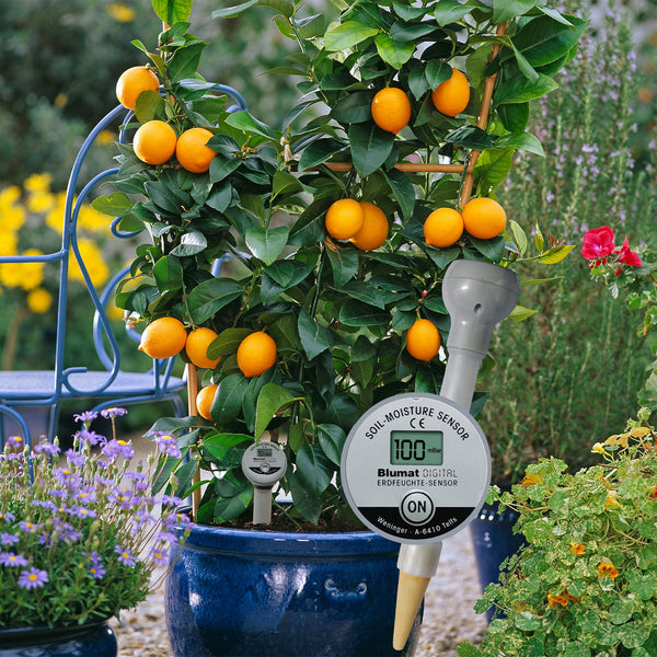 Bloomat digital soil moisture sensor in front of a potted citrus plant with oranges.