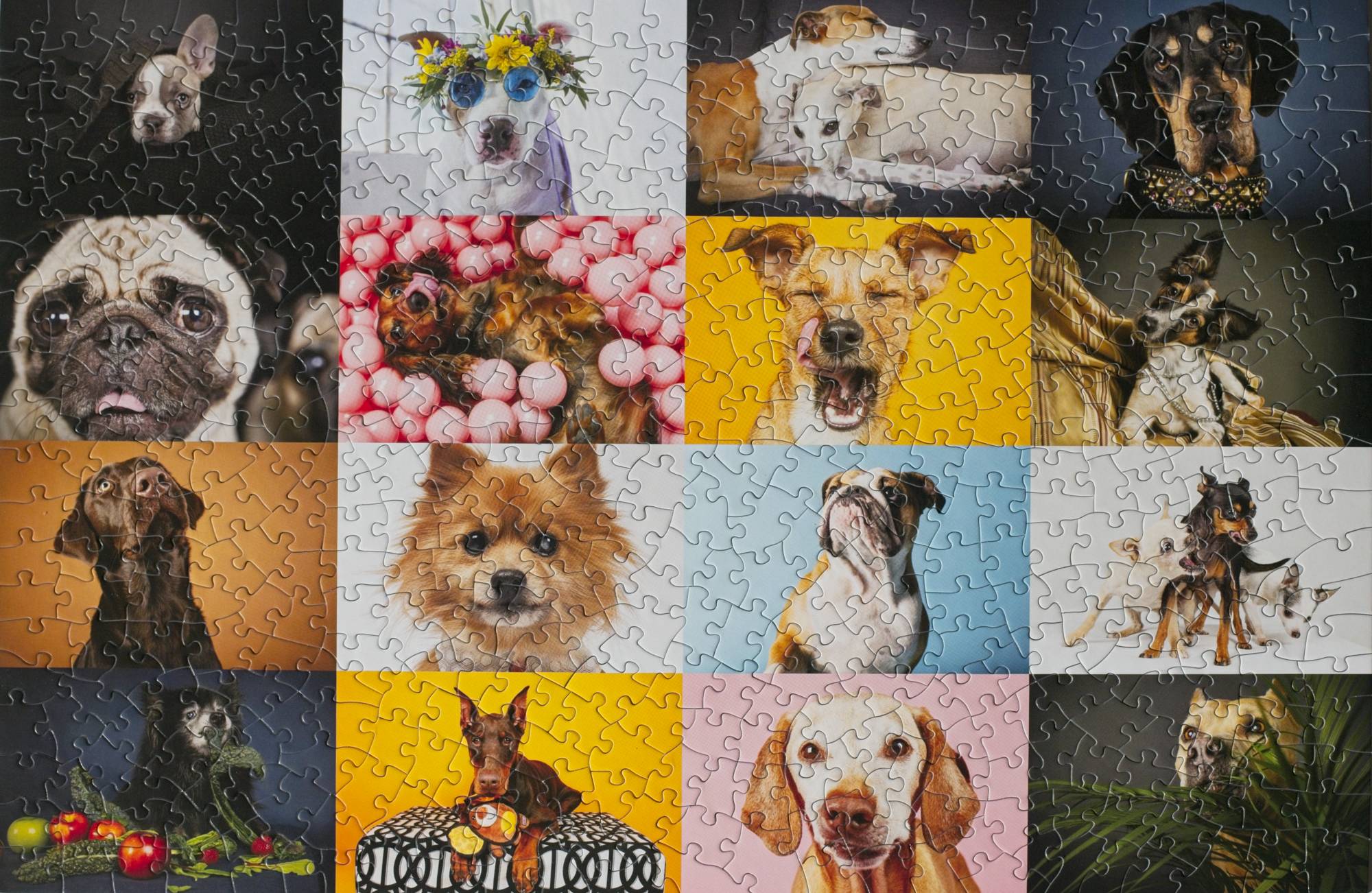 Completed Dogs Portraits 500-piece jigsaw puzzle with dog photography by Ellen Shershow