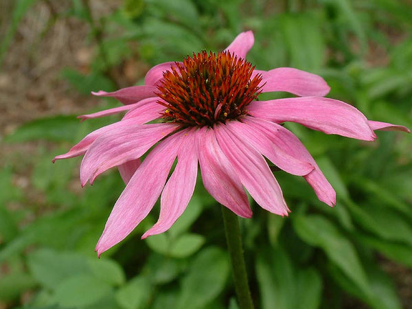Close-up of Echinacea purpurea purple coneflower blooms in a garden