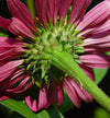 Purple coneflower Echinacea purpurea growing in a cottage garden bed