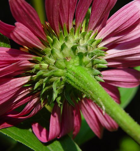 Purple coneflower Echinacea purpurea growing in a cottage garden bed