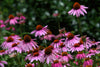 Echinacea purpurea flowers with raised cone centres attracting pollinators
