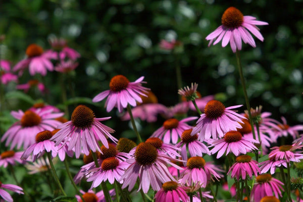 Echinacea purpurea flowers with raised cone centres attracting pollinators