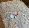 Two eggs, one blue and one brown, on a bed of wood shavings.