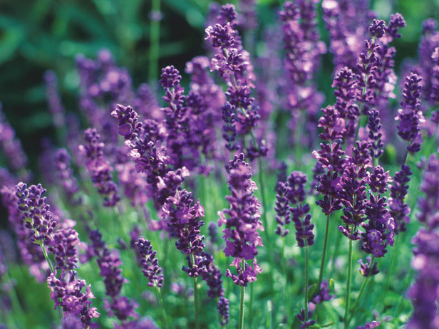 English lavender plant in bloom with pinkish-purple flower spikes in a garden setting