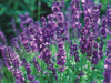 English lavender plant in bloom with pinkish-purple flower spikes in a garden setting