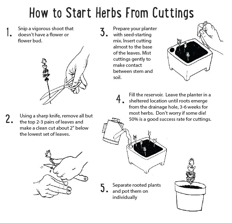 Step-by-step guide on how to start herbs from cuttings with illustrations and text.