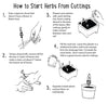 Step-by-step guide on how to start herbs from cuttings with illustrations and text.