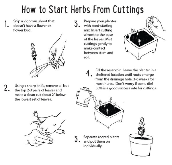Step-by-step guide on how to start herbs from cuttings with illustrations and text.