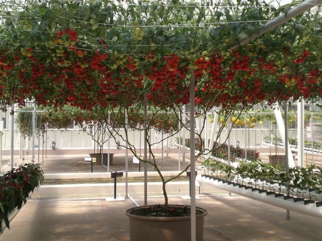 Grow Italian Tree Tomatoes ('Trip-L-Crop') from 1 Oz bulk non-GMO seeds! Reach 20-30 ft tall, yield 50 lbs per plant of large, sweet red fruit. Perfect for canning. Sustainable, high-yield gardening!