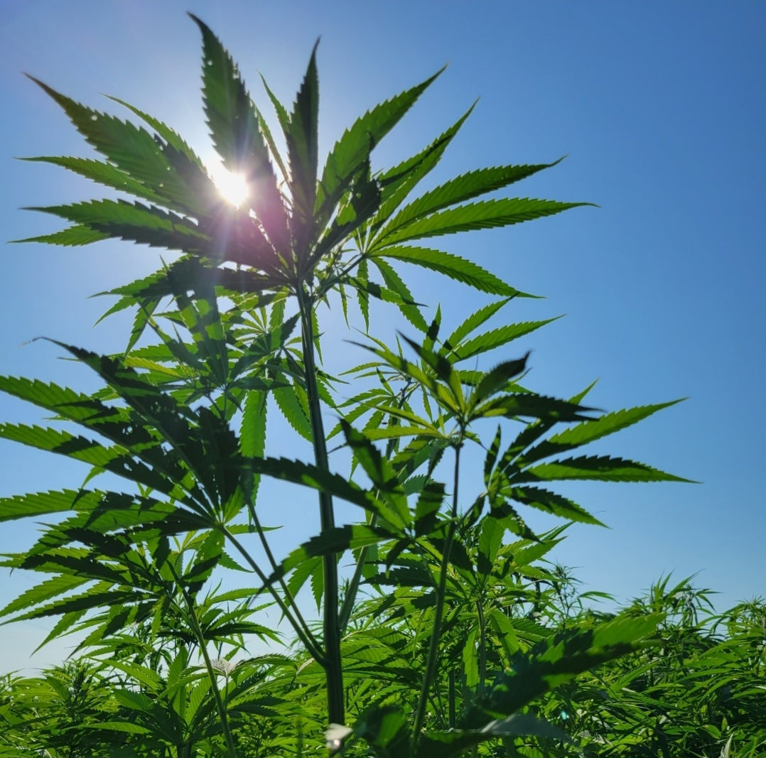 Hemp Chicken Horse Animal Bedding Litter  - Organic USA Grown