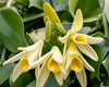 Close-up of vanilla flowers with green leaves in the background