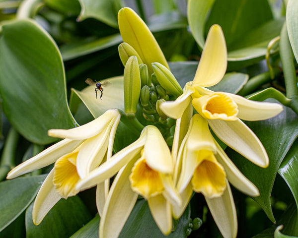 Close-up of vanilla flowers with green leaves in the background