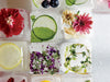 Ice cubes with various plants and flowers inside, on a white background