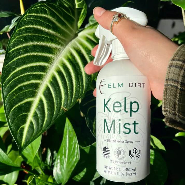 🌿 Kelp Mist – Organic Plant Strengthener for Resilient Growth & Soil Health