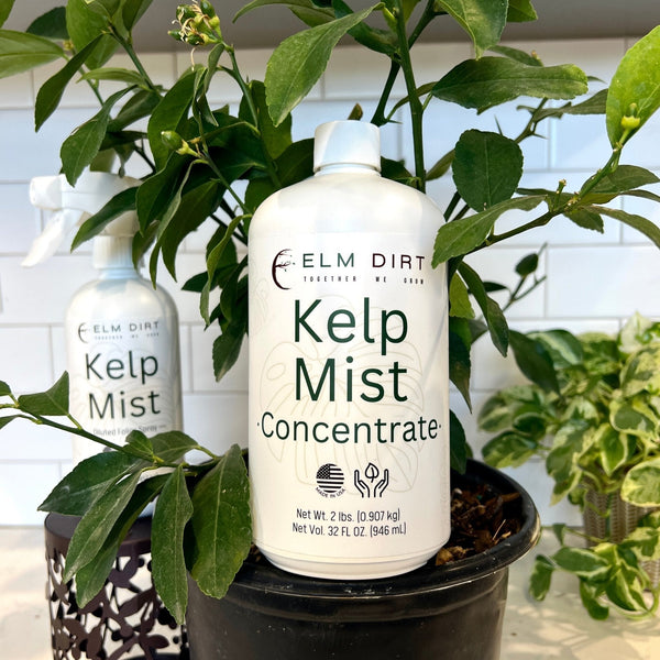 🌿 Kelp Mist – Organic Plant Strengthener for Resilient Growth & Soil Health