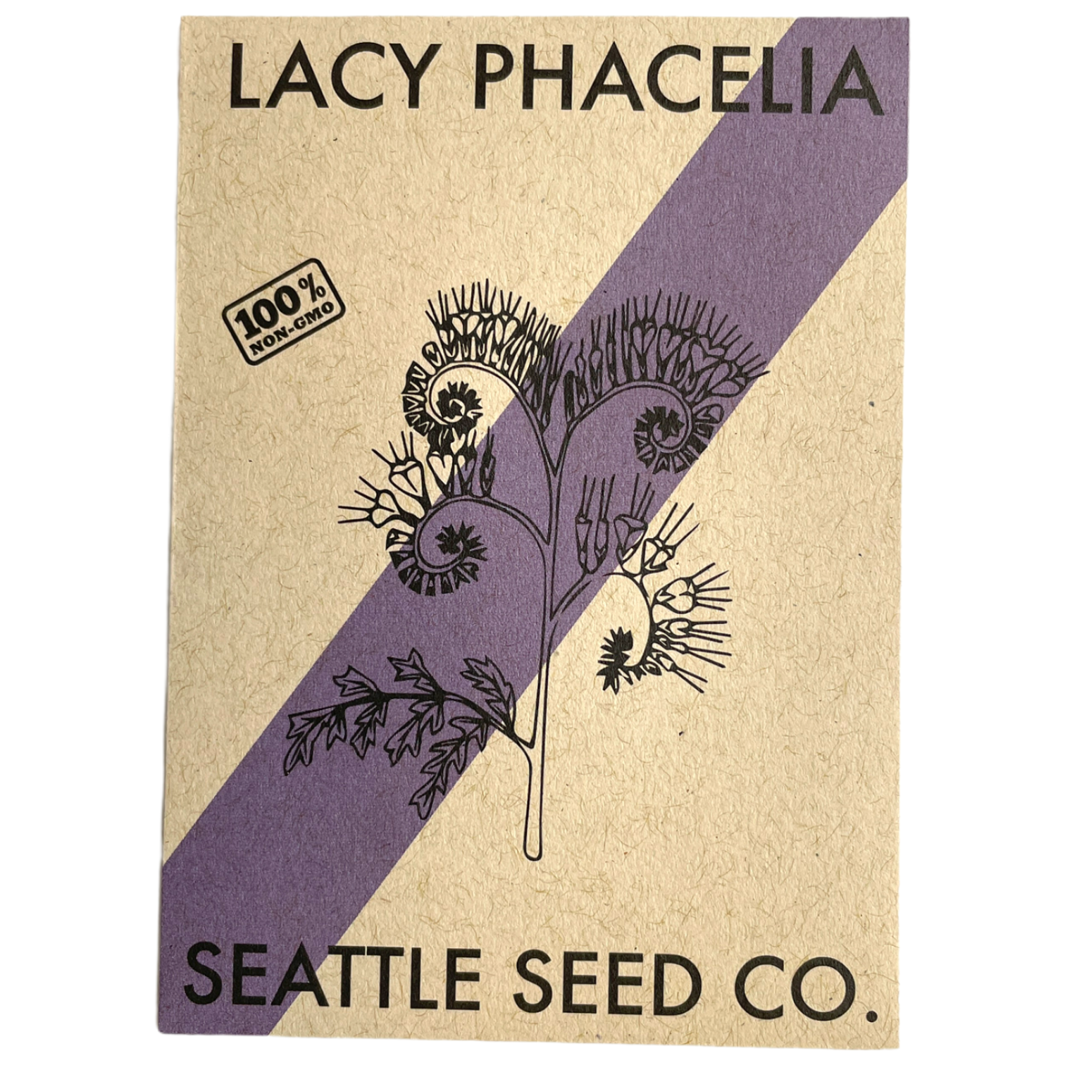 Lacy Phacelia wildflower in full bloom with delicate purple flowers, grown from Seattle Seed Company seeds