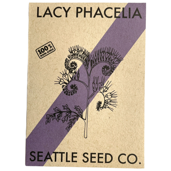 Lacy Phacelia wildflower in full bloom with delicate purple flowers, grown from Seattle Seed Company seeds