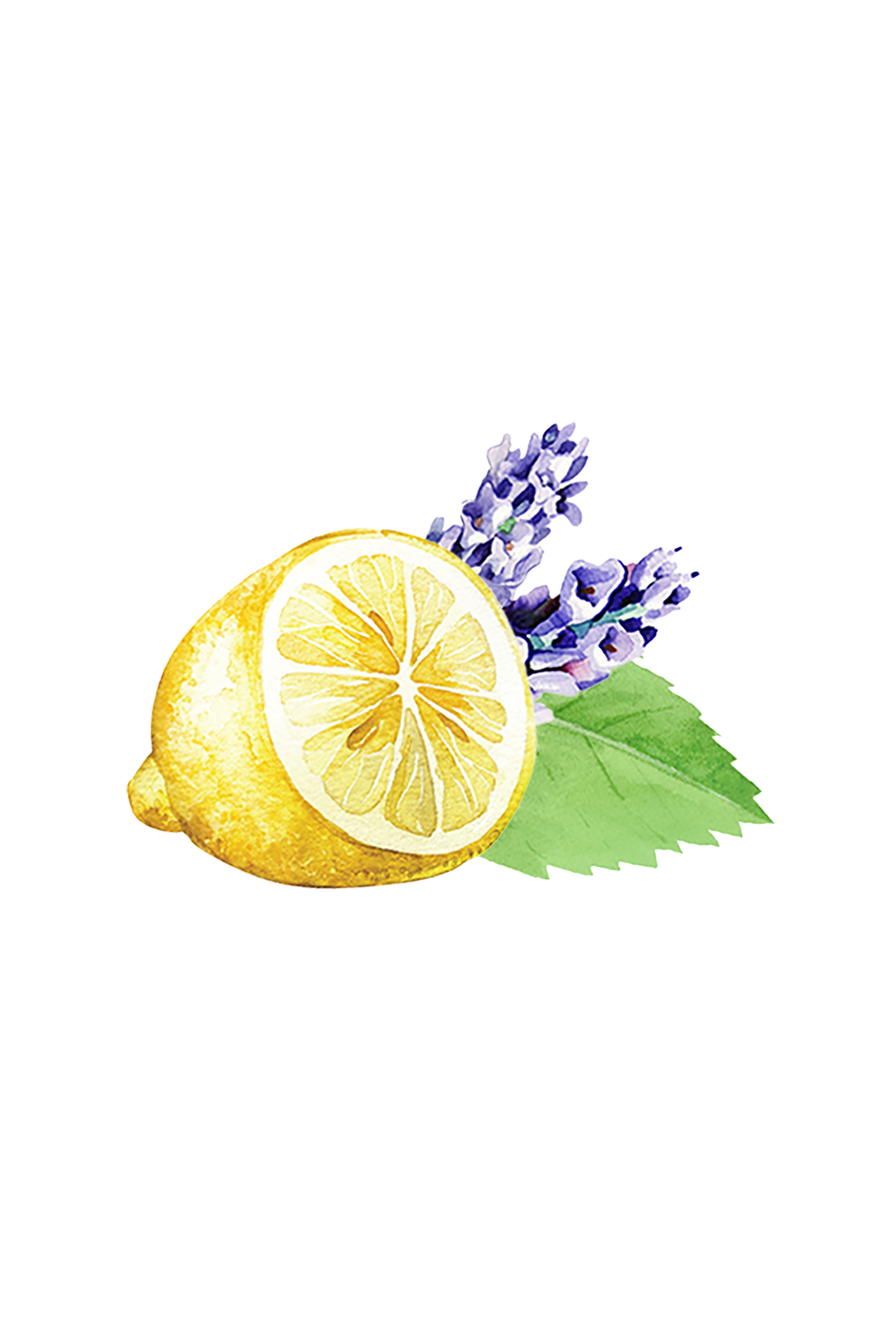 Illustration of a lemon, lavender flowers, and green leaves on a white background