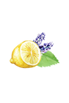 Illustration of a lemon, lavender flowers, and green leaves on a white background