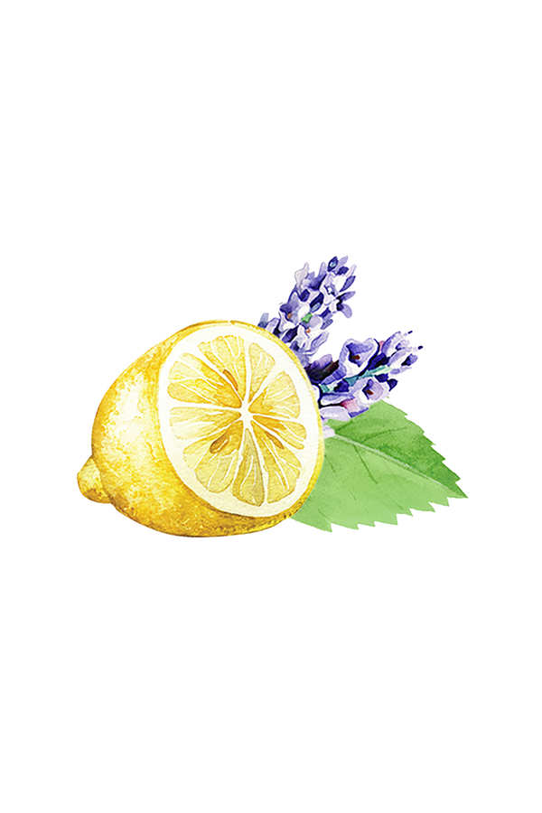 Illustration of a lemon, lavender flowers, and green leaves on a white background