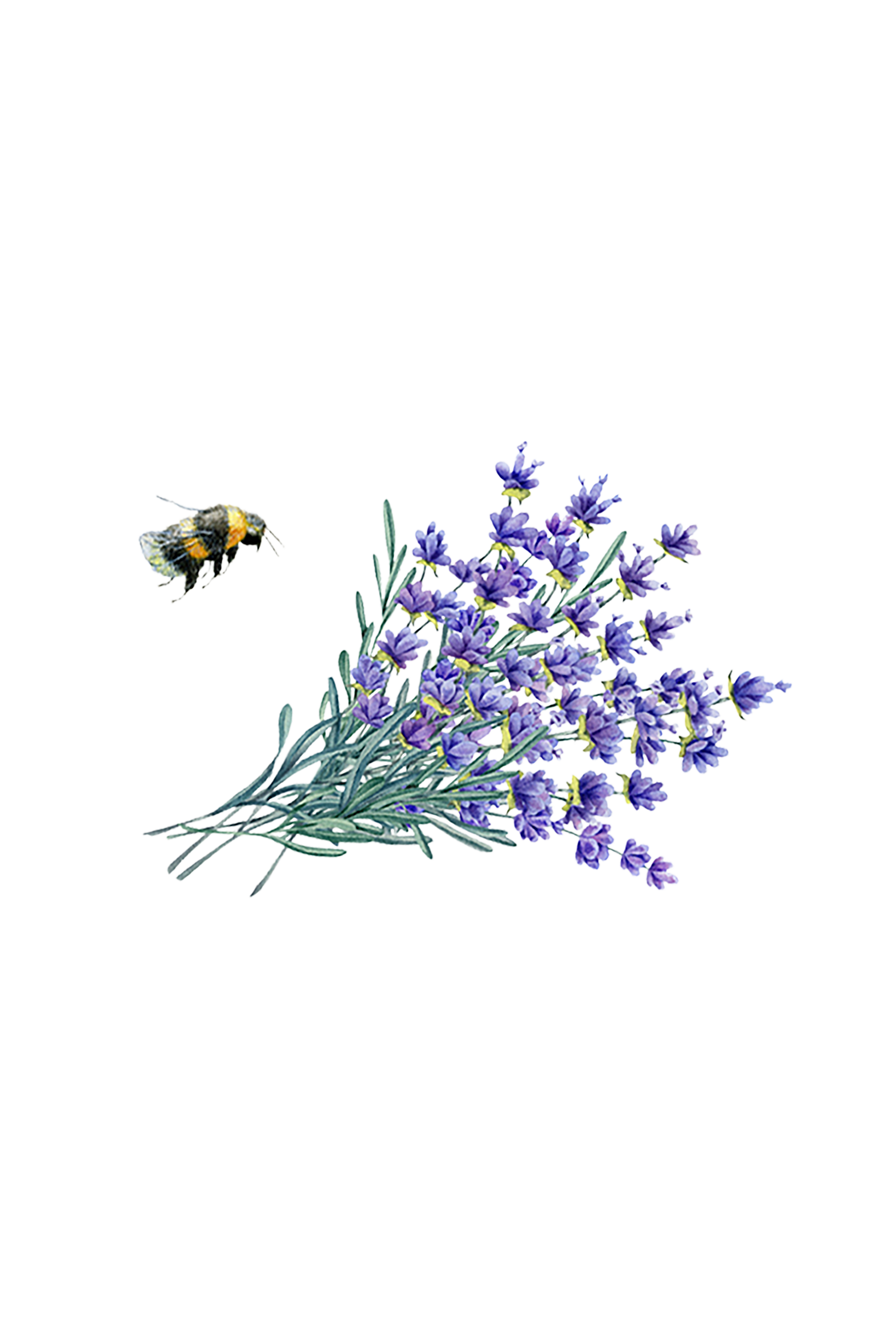 Illustration of a bee and lavender flowers on a white background