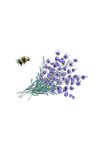 Illustration of a bee and lavender flowers on a white background