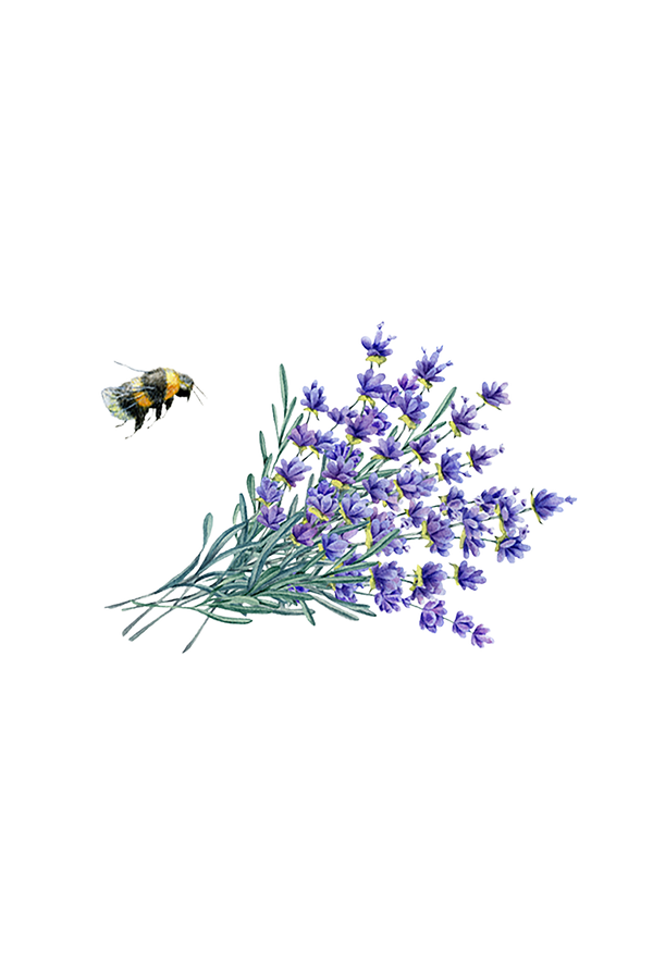 Illustration of a bee and lavender flowers on a white background
