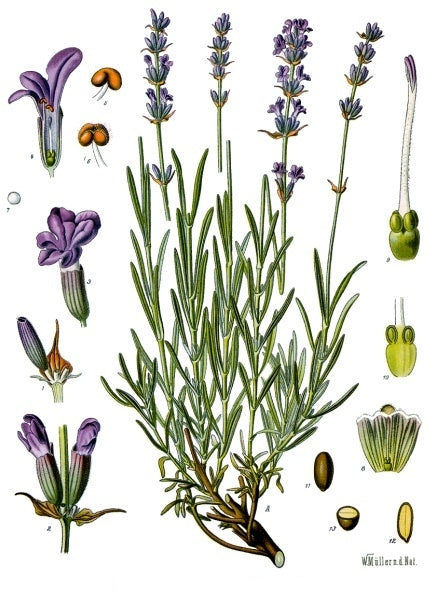 Botanical illustration of English lavender plant showing stems, leaves, and flower spikes