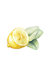 Close-up of Rustic Strength lemon eucalyptus dish soap label showing plant-based ingredients