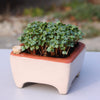 Small potted plant in a decorative pot on a white surface