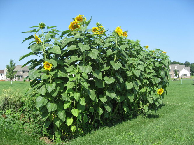 Close-up of a giant Mammoth Russian sunflower head with large seeds
