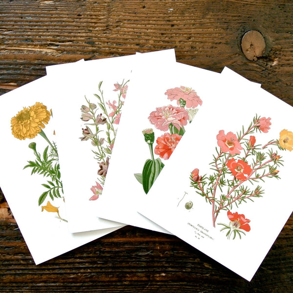 Set of 4 botanical greeting cards featuring vintage floral illustrations of Purslane, Marigold, Zinnia, and Larkspur by Seattle Seed Company