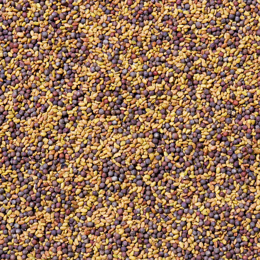 Sproutman Organic Alfa-Broc Sprouting Seed, product view