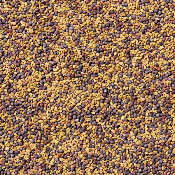 Sproutman Organic Alfa-Broc Sprouting Seed, product view