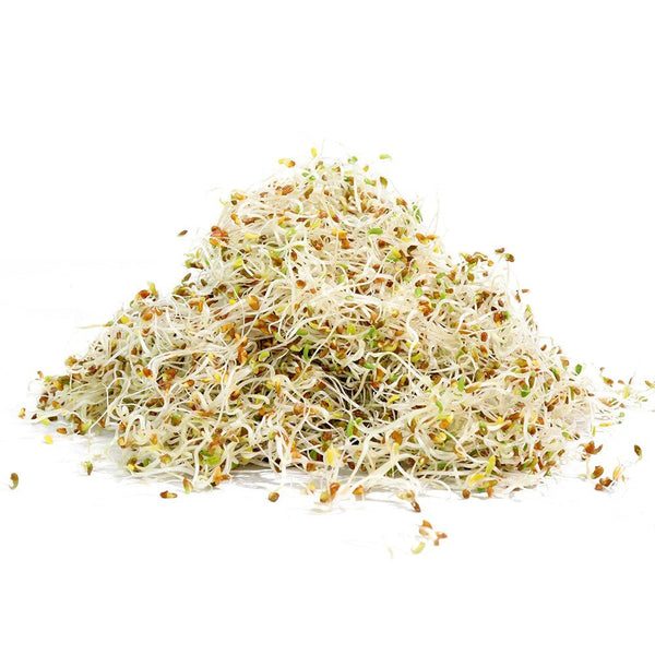Organic Alfalfa Sprouting Seed sprouting seed pack by Sproutman