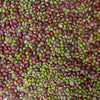 Sproutman Organic Beans + Greens Sprouting Seed mix of alfalfa, broccoli, adzuki beans, red lentils and mung beans