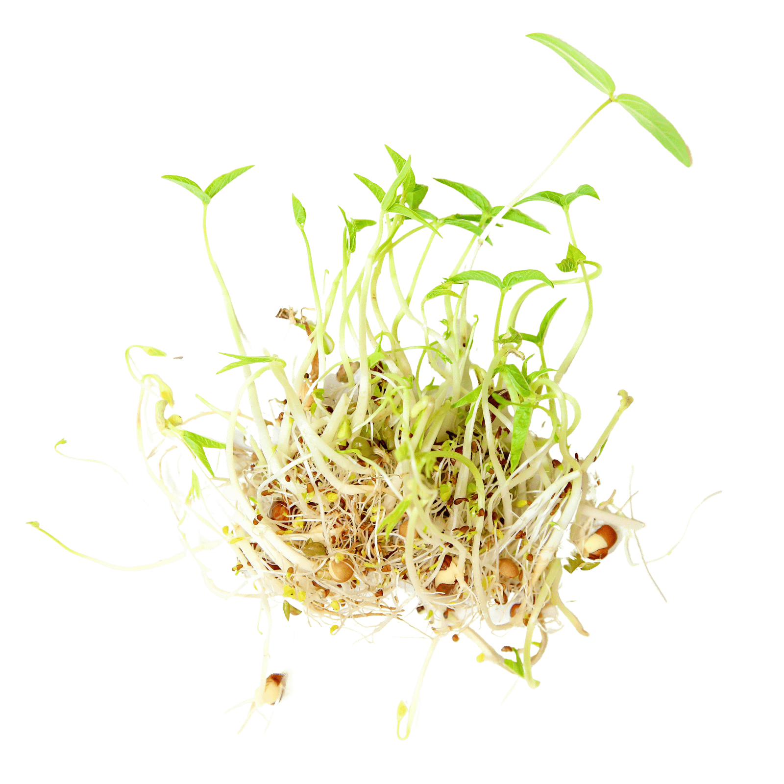 Close view of Sproutman Organic Beans + Greens Sprouting Seed blend